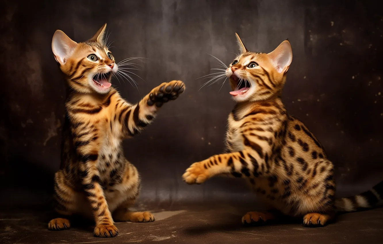 Photo wallpaper language, cat, look, pose, jump, the game, legs, mouth