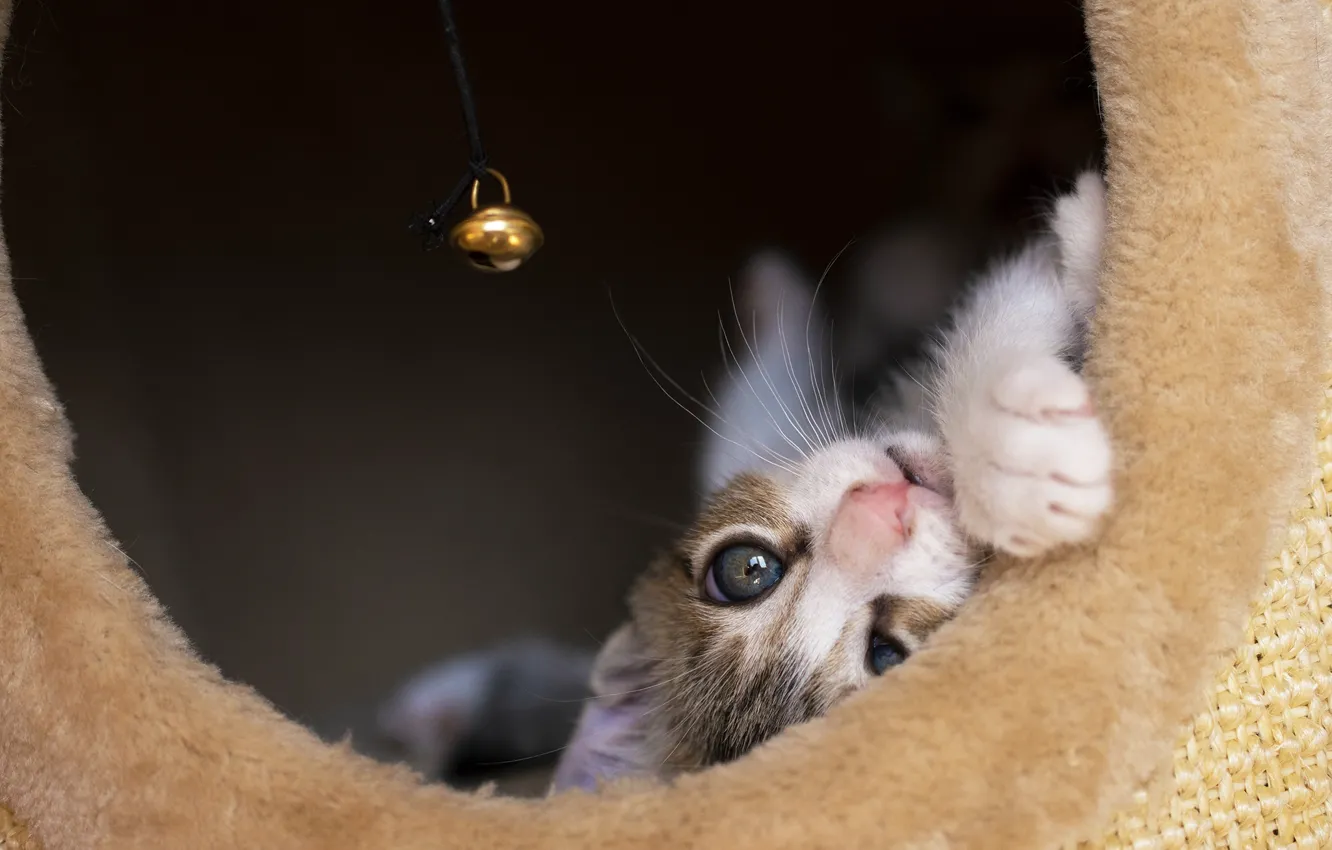 Photo wallpaper cat, cat, toy, kitty