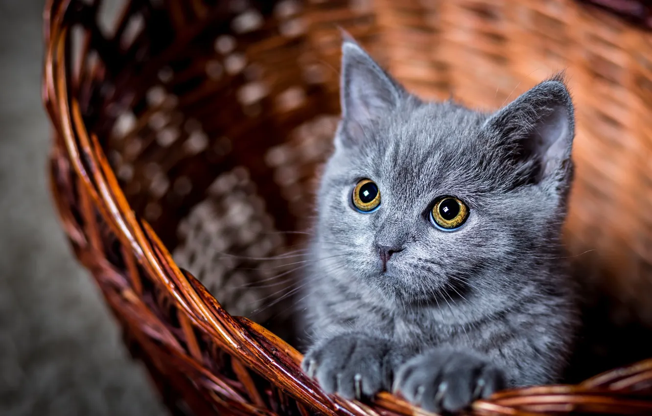 Photo wallpaper eyes, cat, look, kitty, basket, cat, looks, Kote