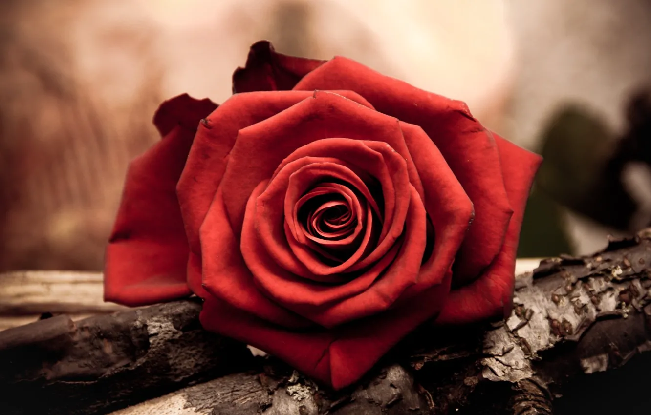 Photo wallpaper macro, red, roses, petals
