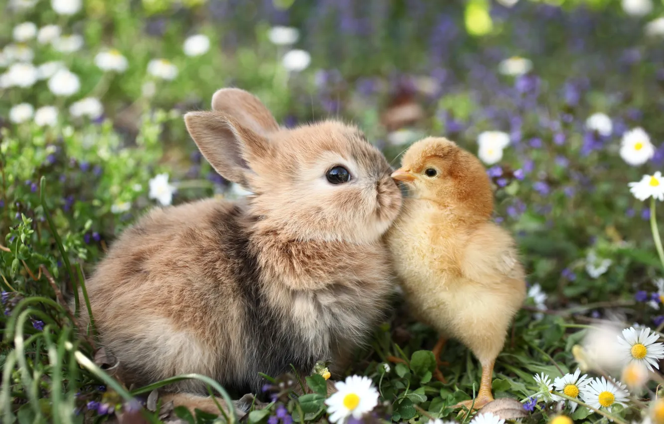 Photo wallpaper grass, flowers, animals, chamomile, rabbit, chicken