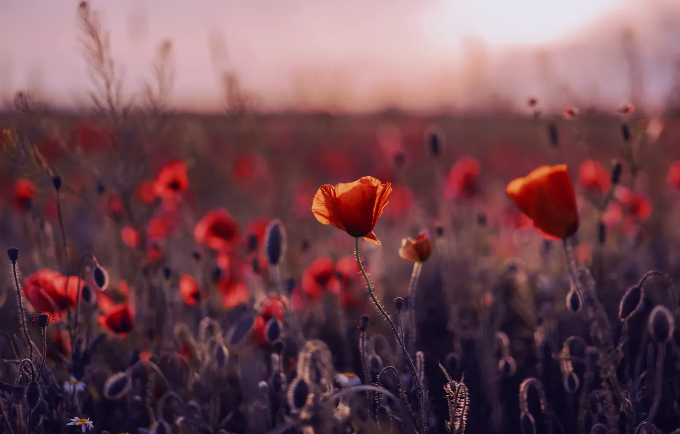 Photo wallpaper red, flowers, bokeh, the evening, field, poppy field, Maki, summer
