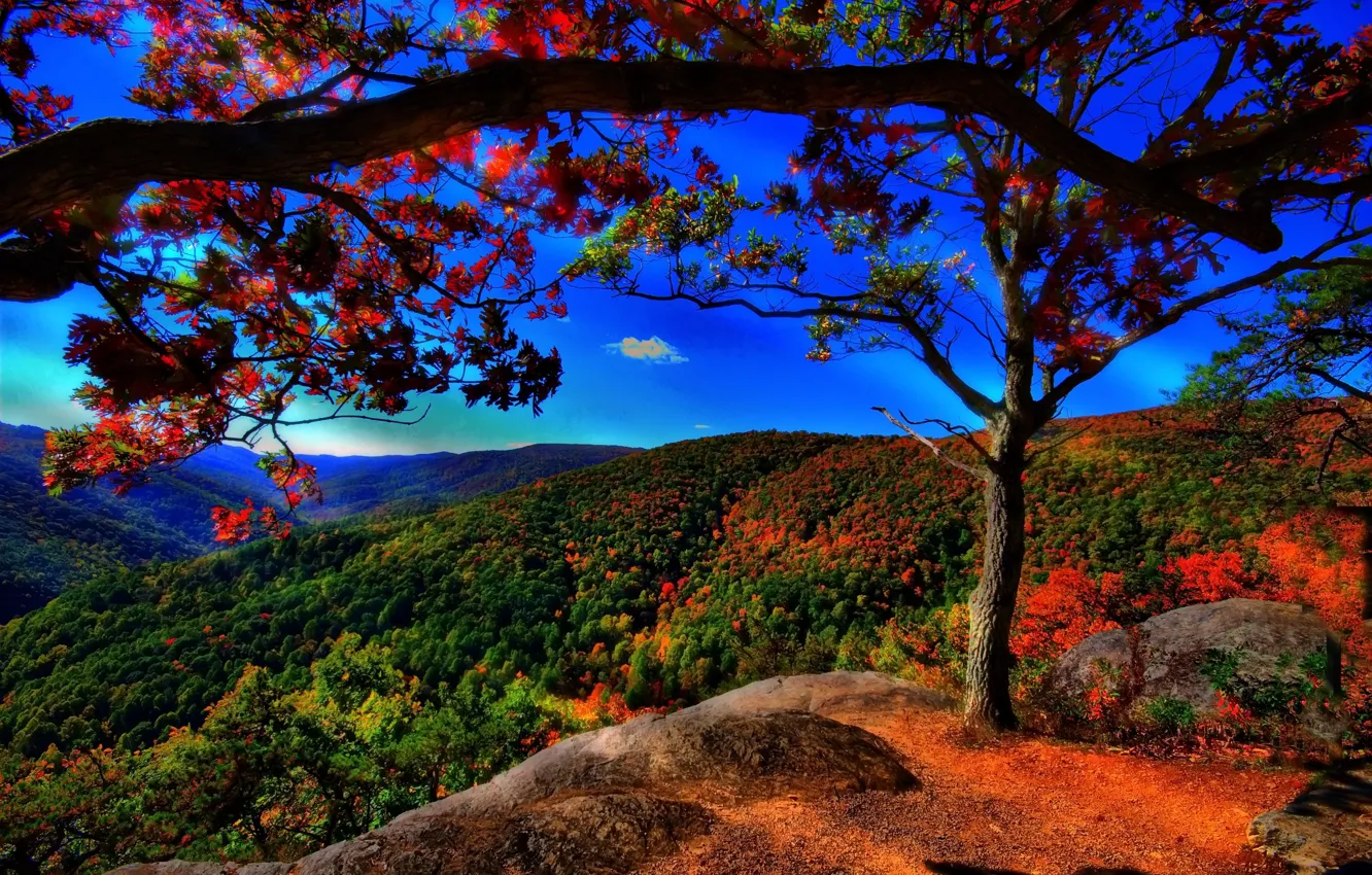 Photo wallpaper autumn, forest, trees, hills, blue sky