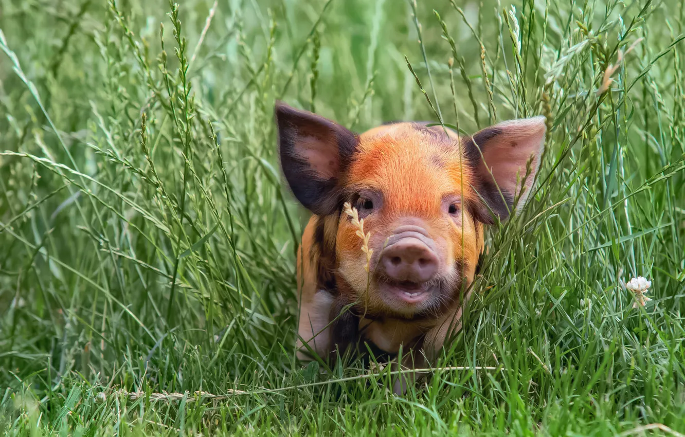 Photo wallpaper grass, pig, pig, pig, pig, pig, pig, kabanosy