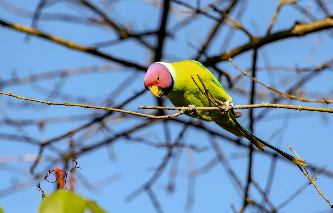 Photo wallpaper the sky, trees, branches, bird, parrot, Alexandrine parrot