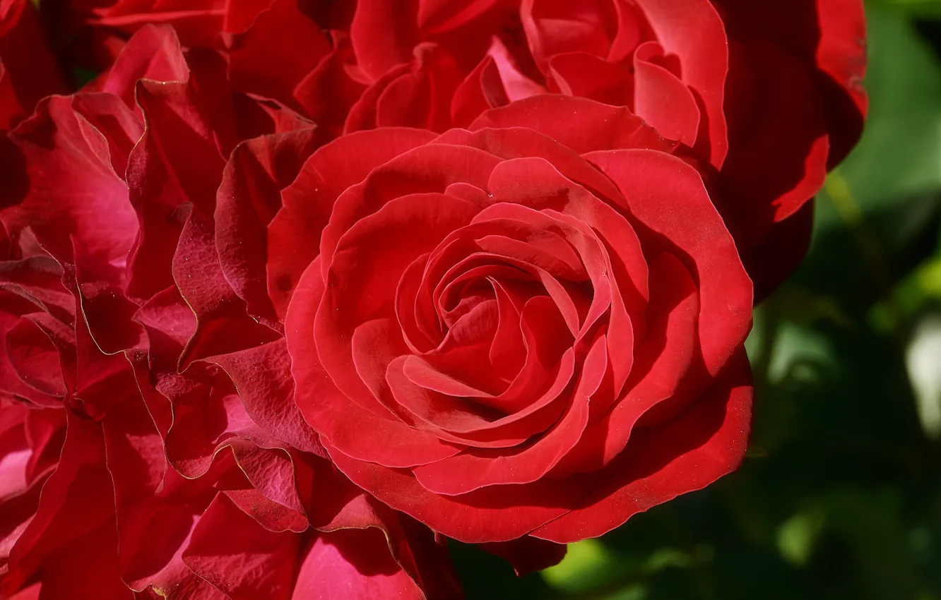 Photo wallpaper macro, red, roses, petals, scarlet