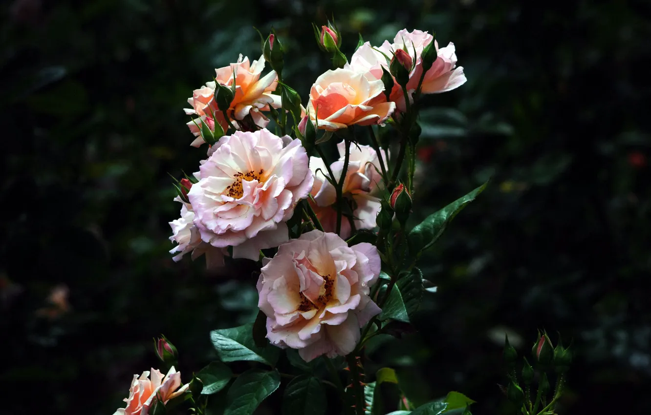 Photo wallpaper Bush, roses, flowerbed
