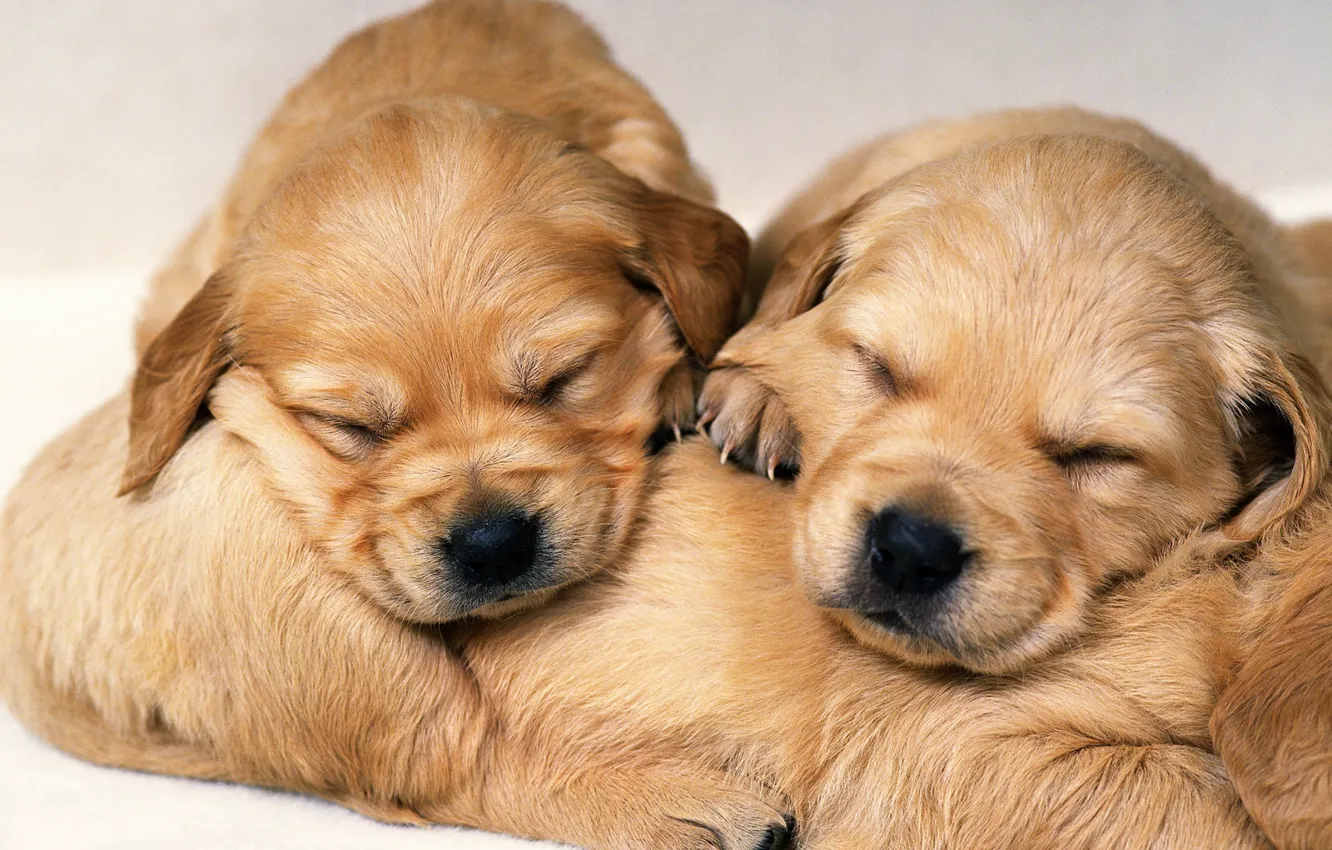 Photo wallpaper sleep, dog, puppy, puppy