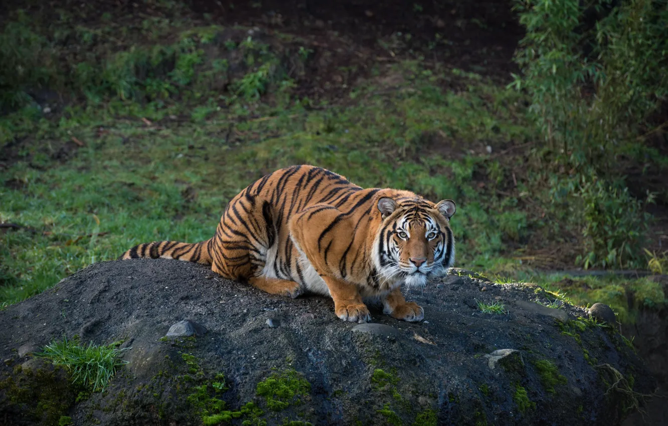 Photo wallpaper tiger, predator, striped
