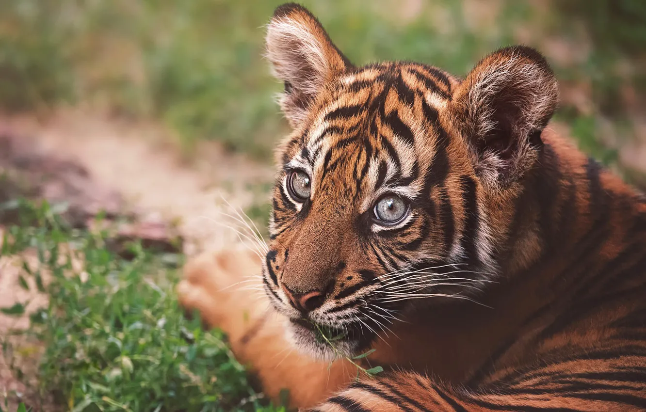 Photo wallpaper look, face, tiger, portrait, lies, tiger