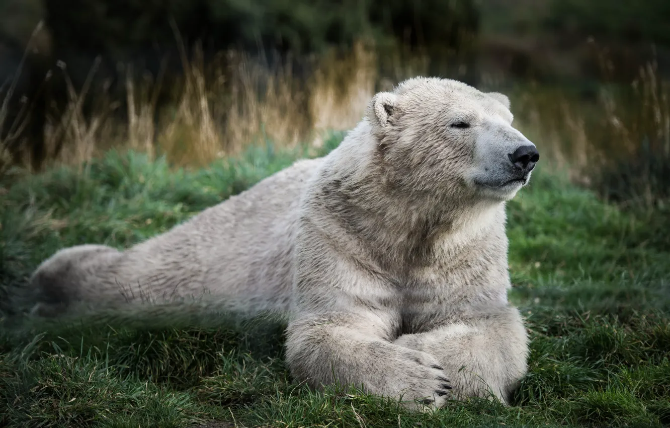 Photo wallpaper greens, white, grass, stay, bear, bear, polar