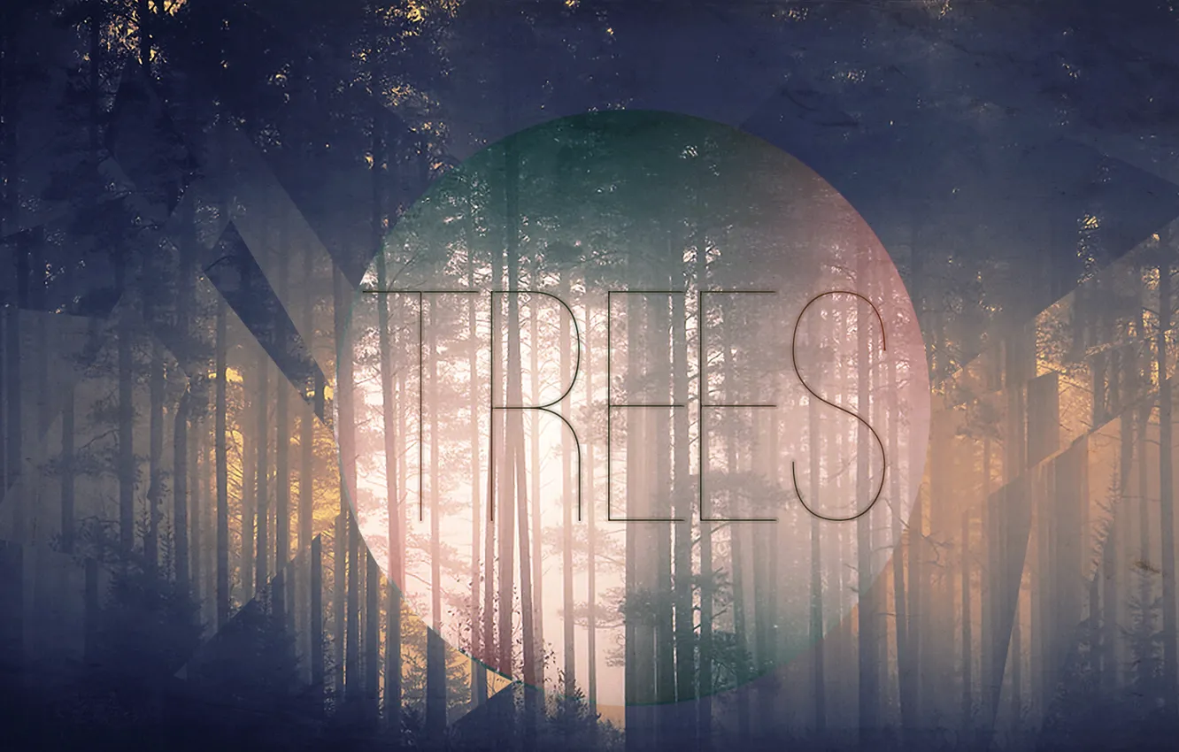 Photo wallpaper trees, fog, morning