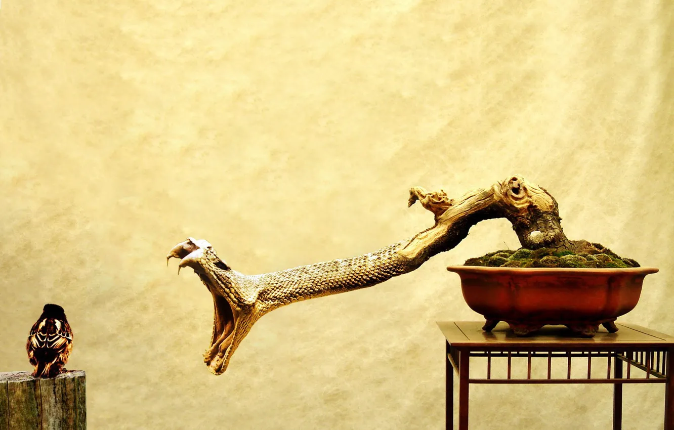 Photo wallpaper bird, attack, snake