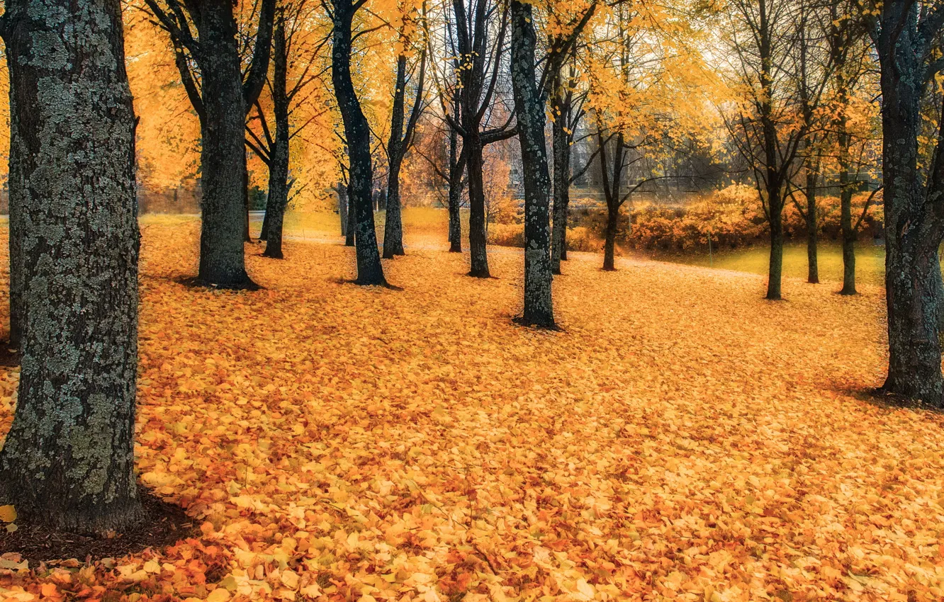Photo wallpaper trees, Autumn, Leaves