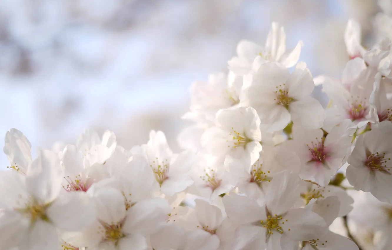 Photo wallpaper trees, flowers, spring, white, fruit