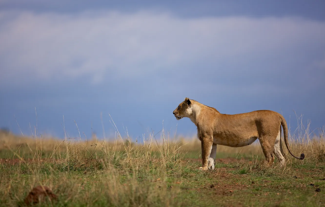 Photo wallpaper Savannah, lioness, wild cat