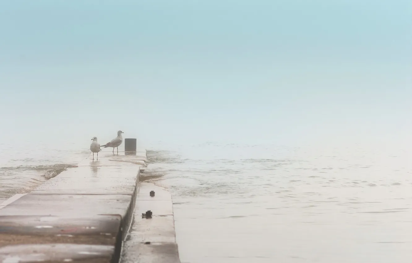 Photo wallpaper fog, background, bird