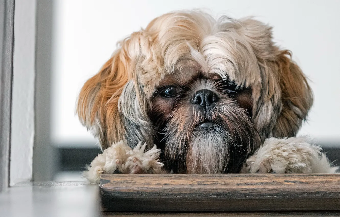 Photo wallpaper look, each, dog