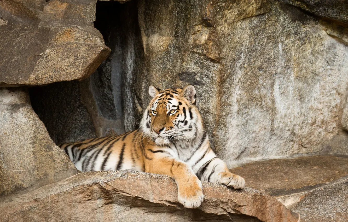Photo wallpaper cat, tiger, stones, stay, Amur