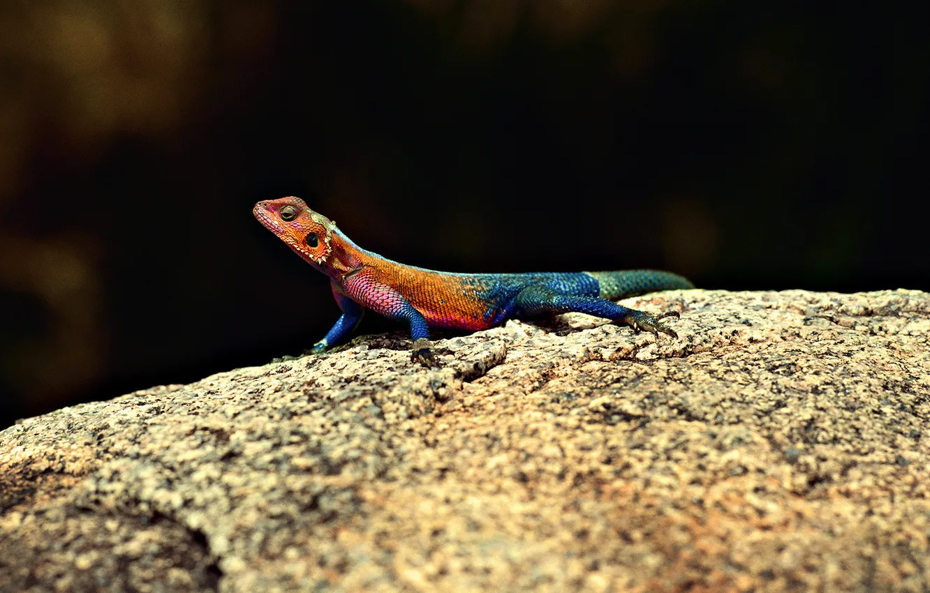 Photo wallpaper stones, scales, lizard