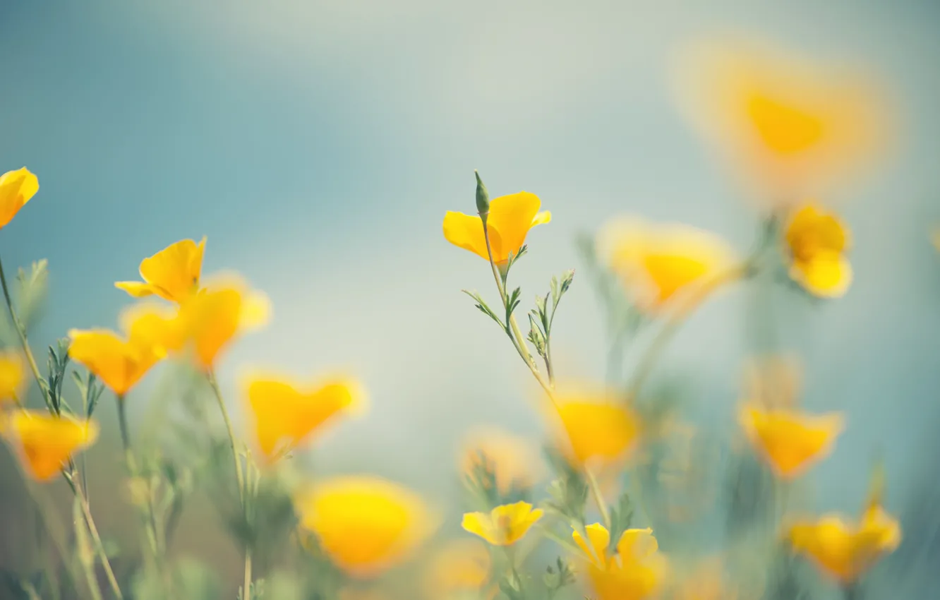 Photo wallpaper flowers, petals, stem, buds, bokeh, yellow flowers