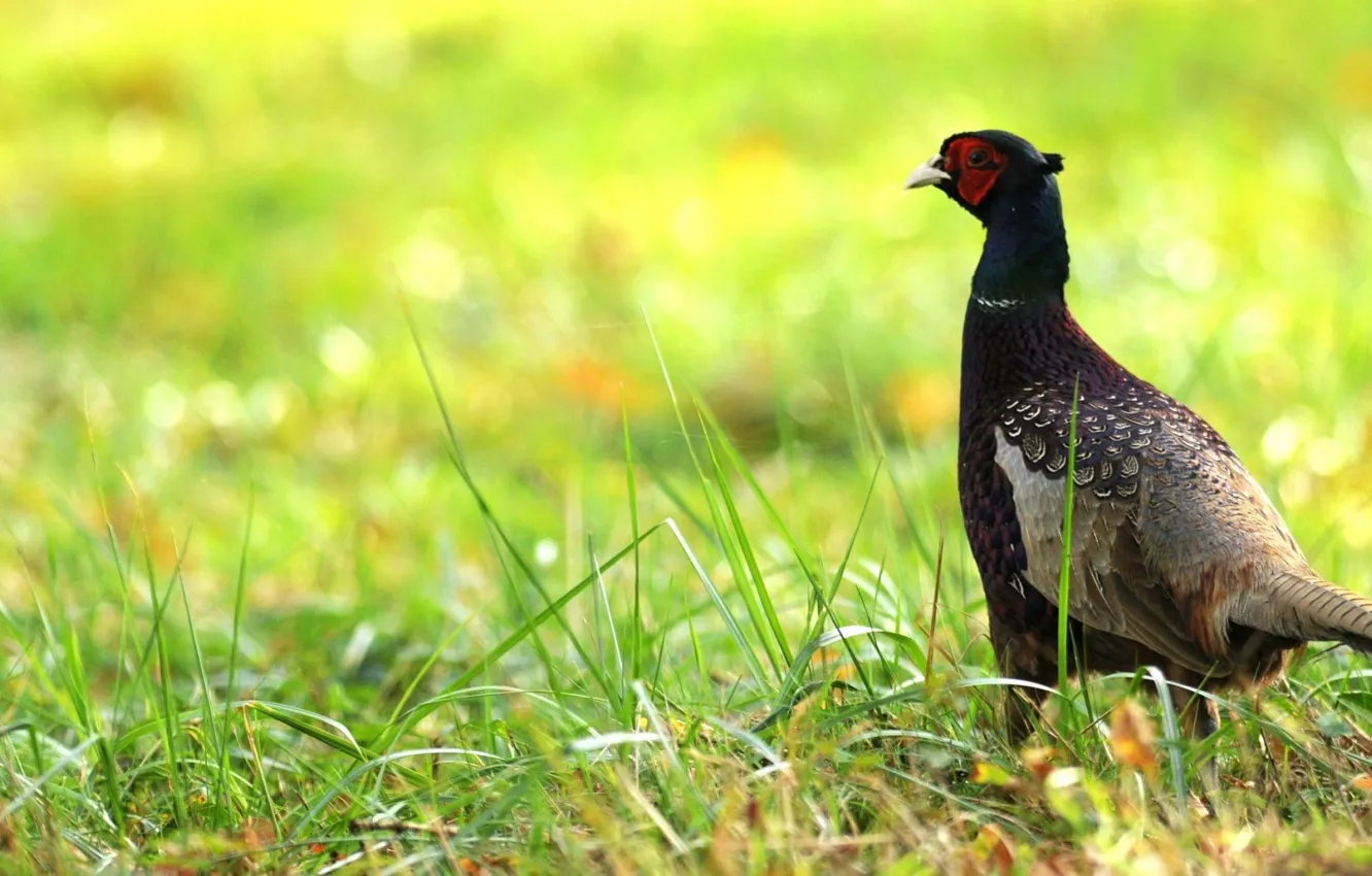 Photo wallpaper grass, pheasant, blur bokeh