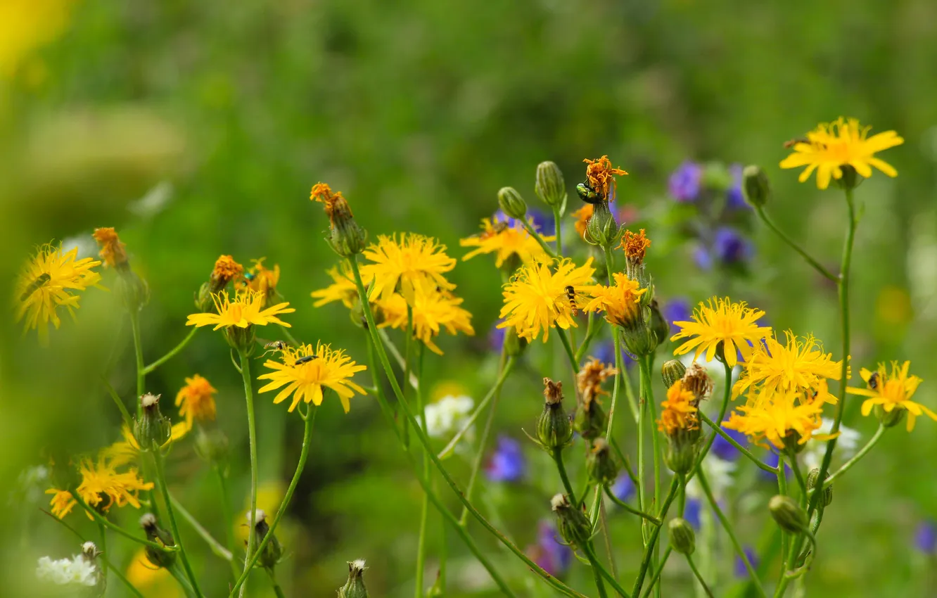 Photo wallpaper flower, color, meadow