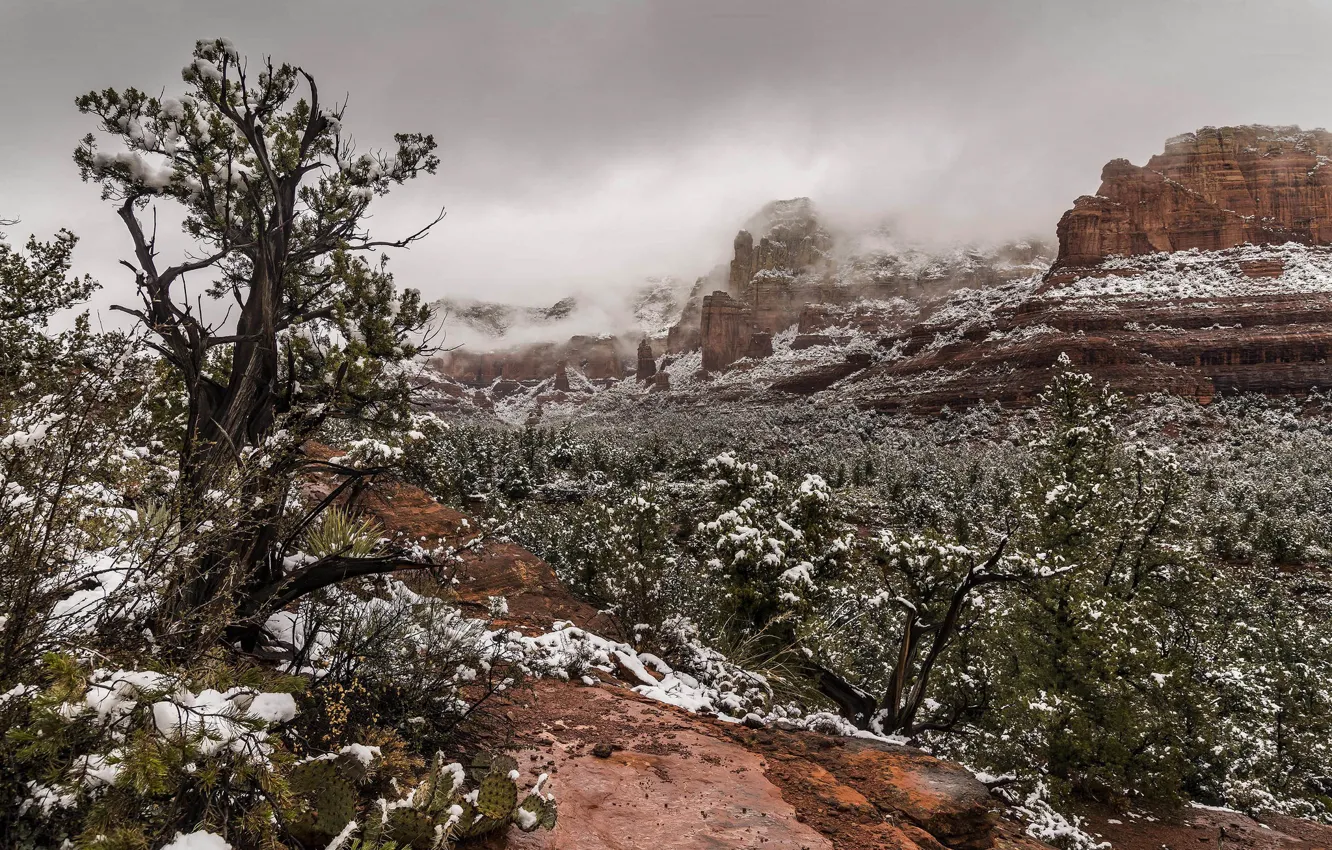 Photo wallpaper snow, trees, mountains