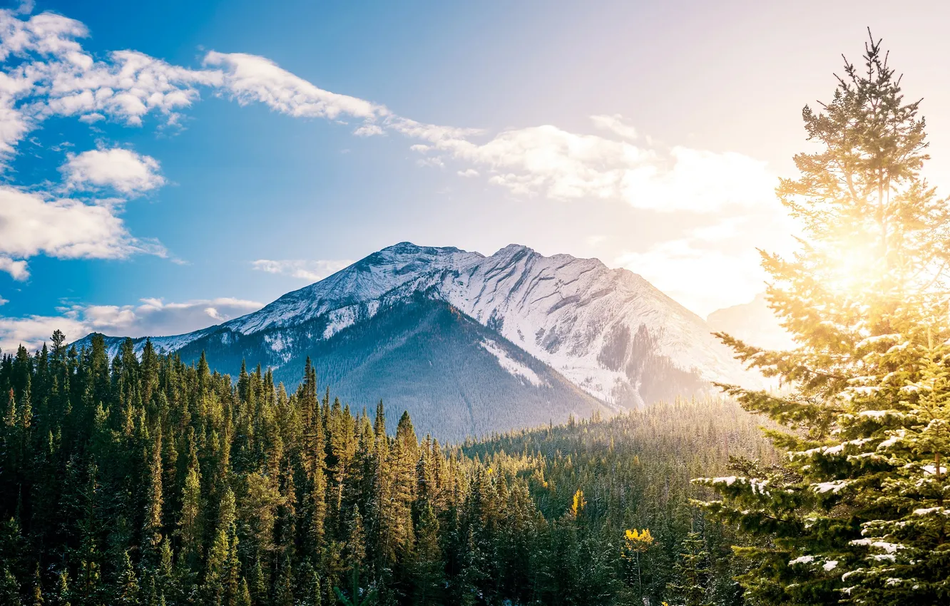 Photo wallpaper winter, forest, the sky, the sun, clouds, rays, light, snow