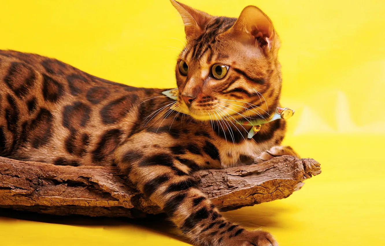Photo wallpaper cat, cat, look, pose, face