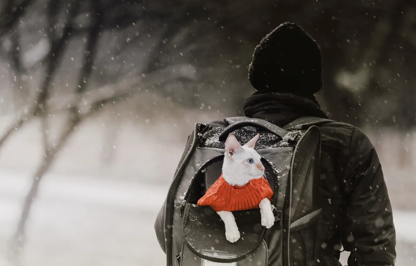 Photo wallpaper winter, cat, backpack