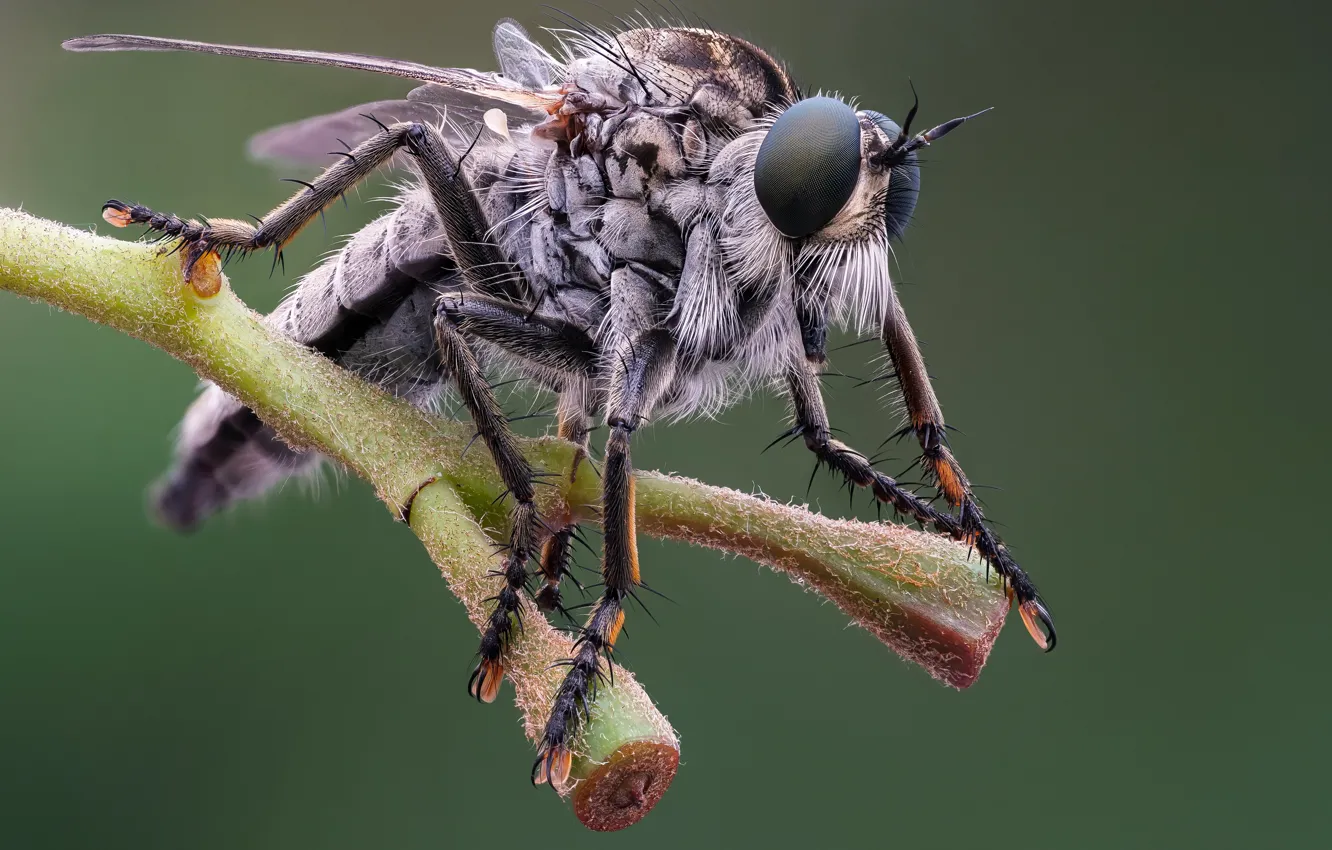 Photo wallpaper close-up, microsemi, fly, insect, Ctyri