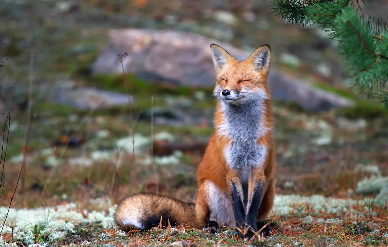 Photo wallpaper autumn, nature, earth, Fox, red, sitting, squints