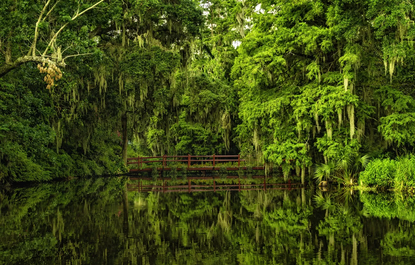 Photo wallpaper water, trees, bridge, reflection, South Carolina, Charleston, South Carolina, Magnolia Gardens