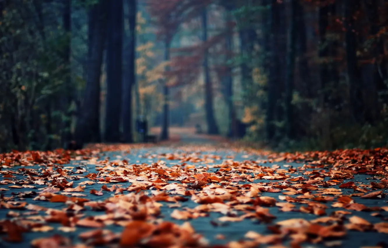 Photo wallpaper autumn, asphalt, leaves, Park, foliage, focus, morning, bokeh