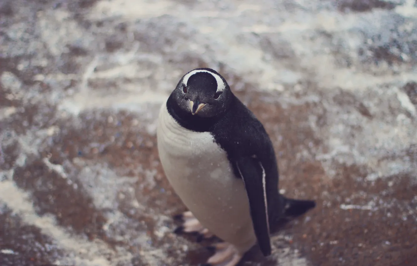 Photo wallpaper animal, penguin, looks