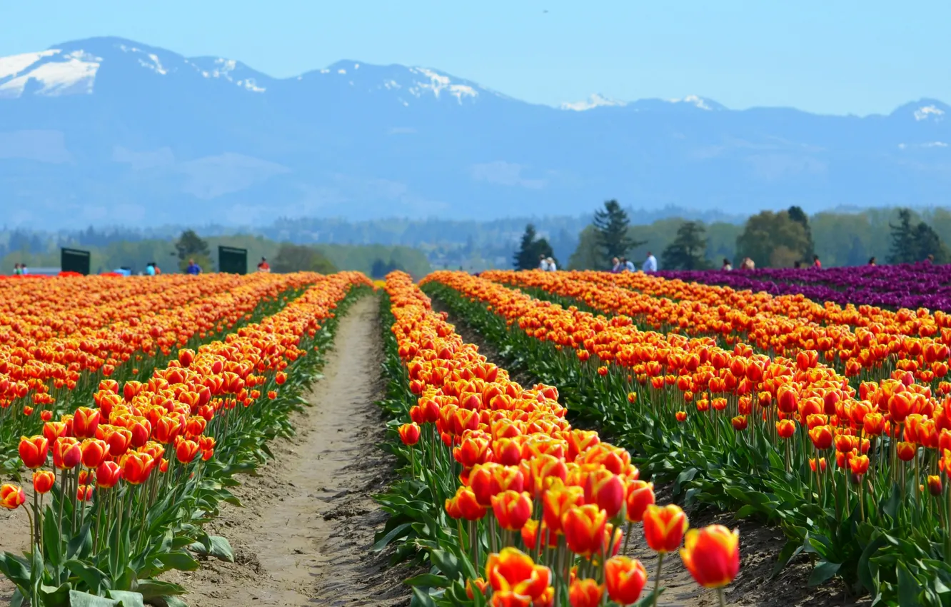Photo wallpaper field, flowers, mountains, nature, people, tulips