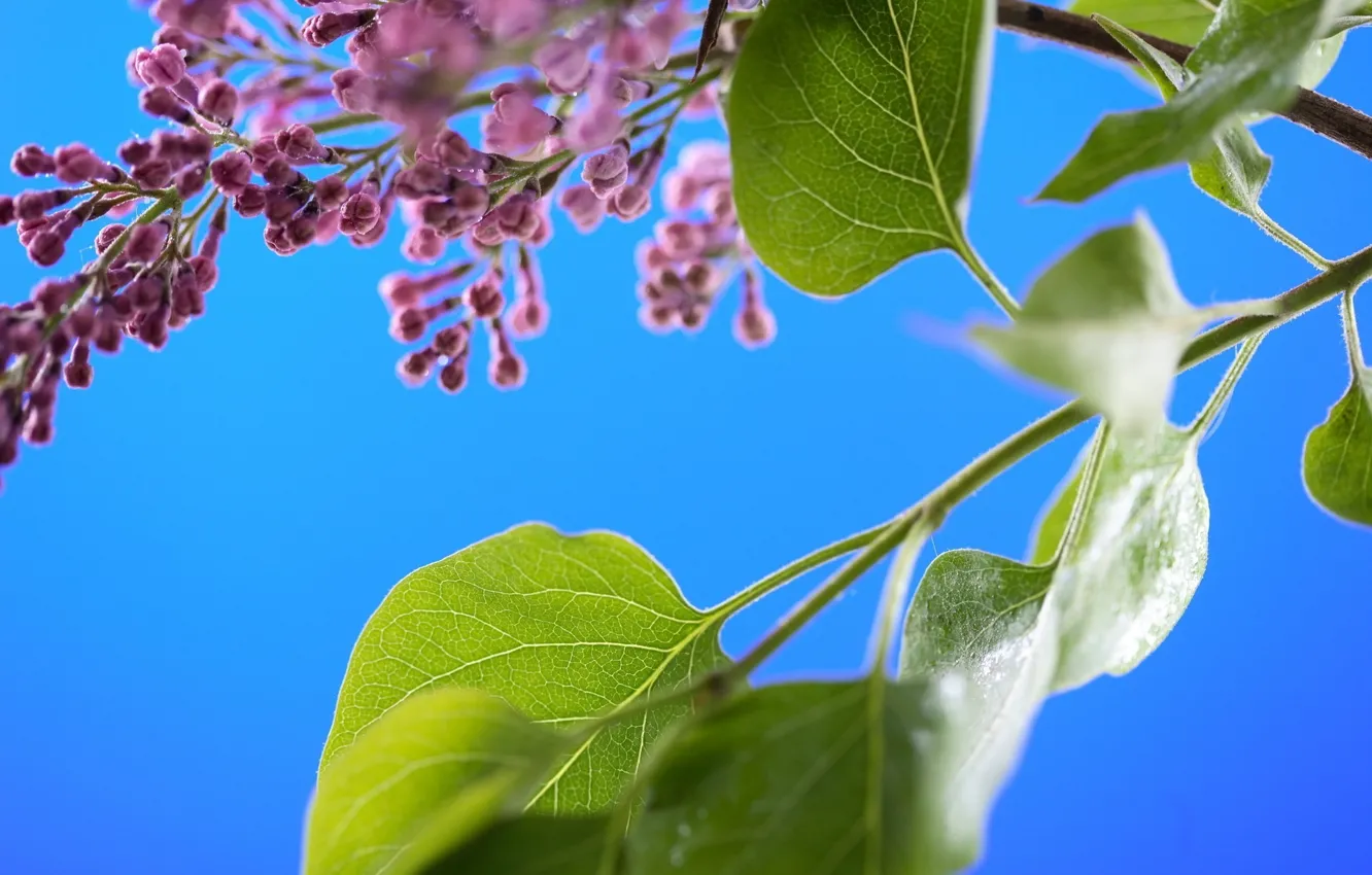 Photo wallpaper summer, the sky, leaves, the sun, nature, green