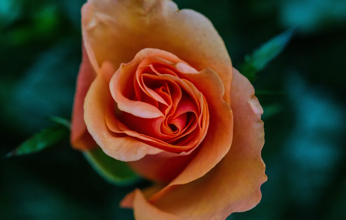 Photo wallpaper Rose, Bud, rose, yellow, yellow, bokeh, bokeh