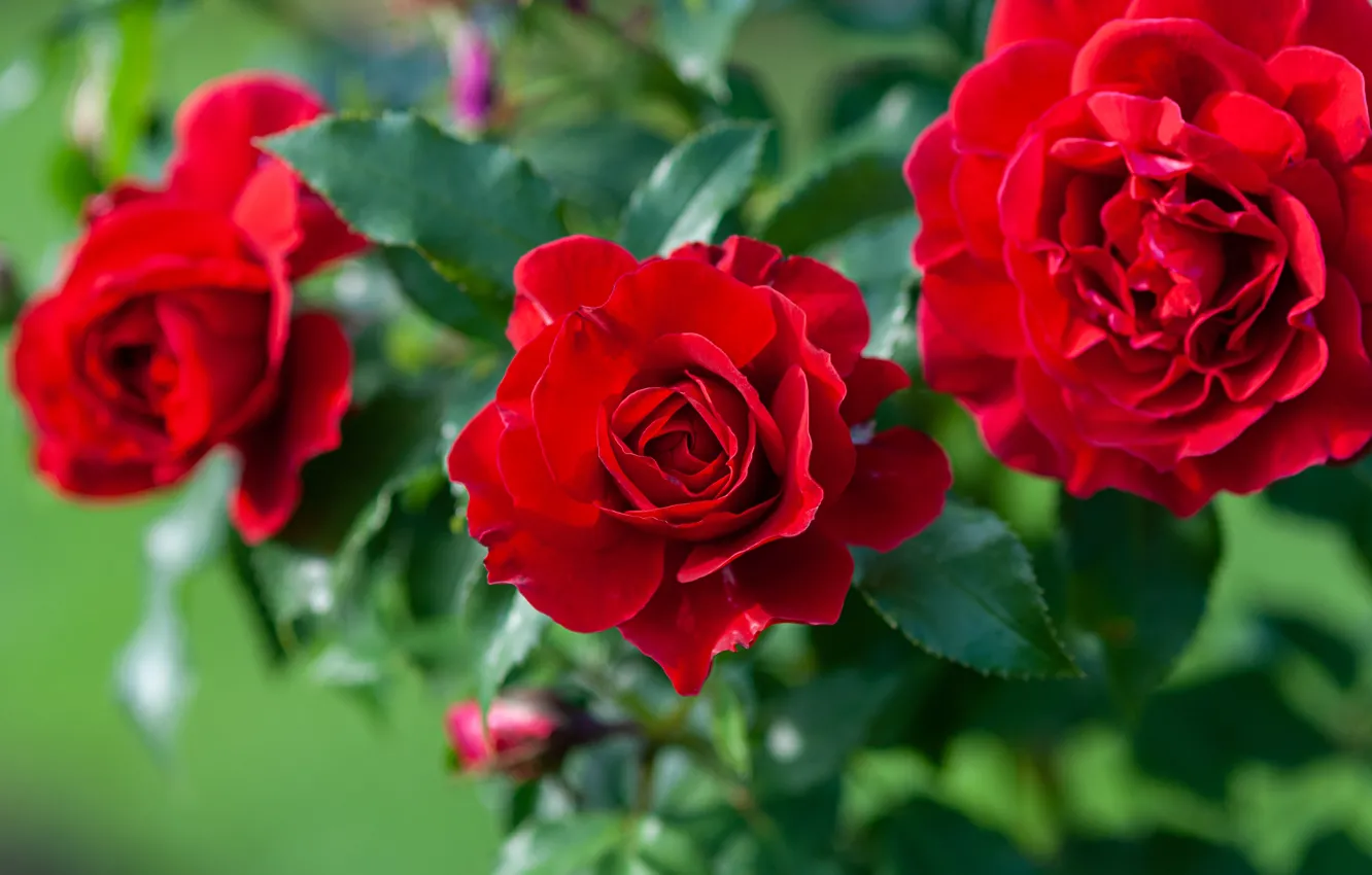 Photo wallpaper leaves, red, roses, bouquet, bokeh