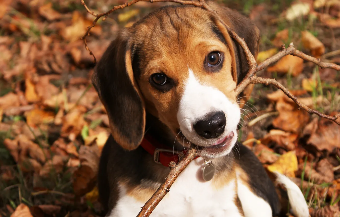 Photo wallpaper autumn, eyes, face, leaves, nature, dog, baby, puppy