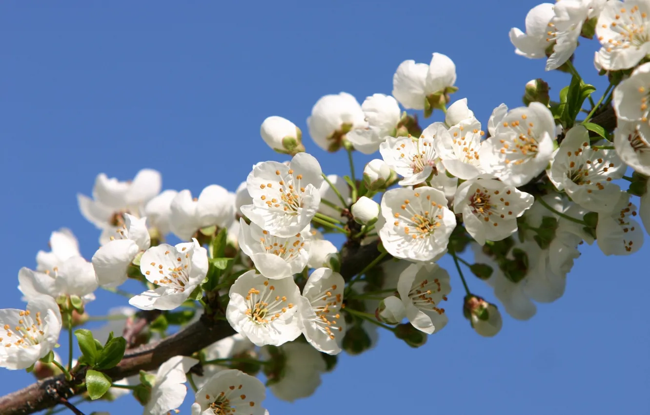 Photo wallpaper flowers, cherry, beauty, branch, spring, petals, Sakura, gentle