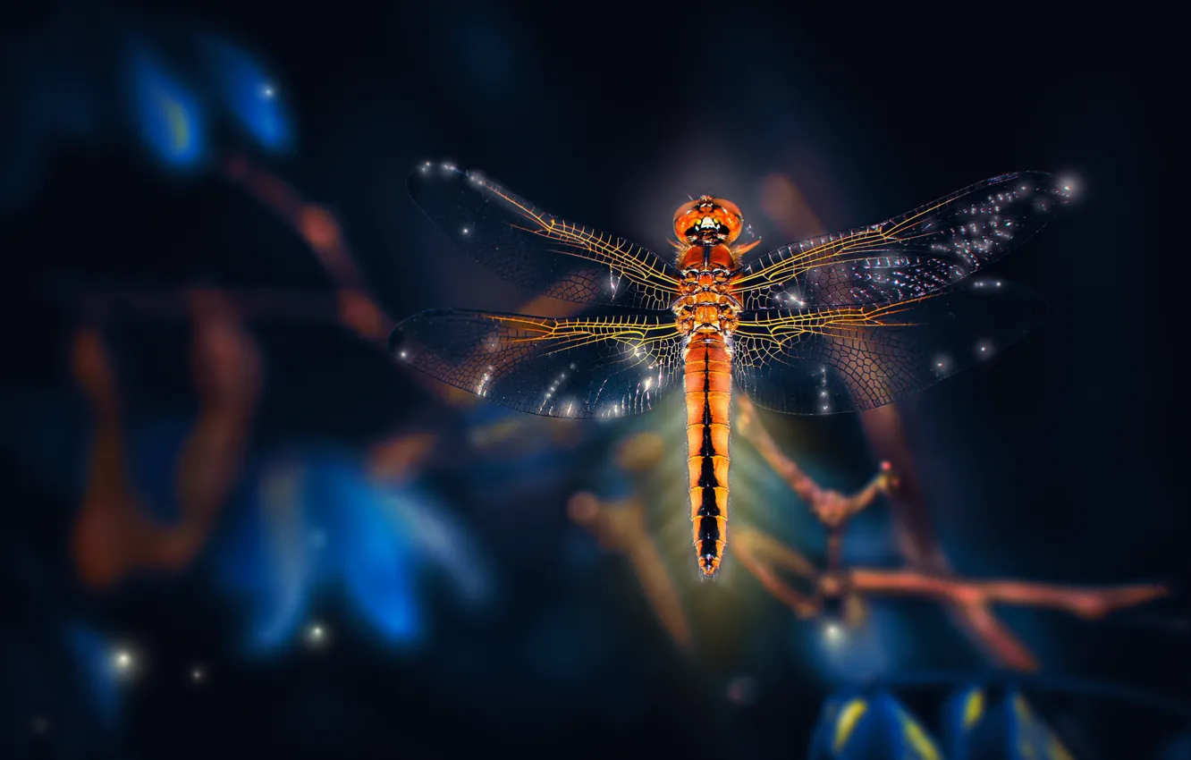 Photo wallpaper macro, background, dragonfly