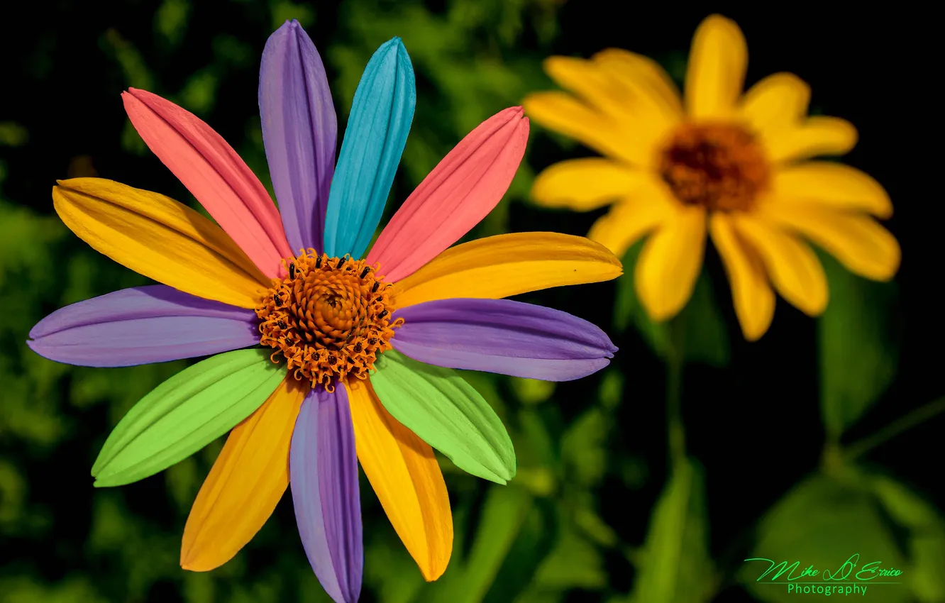 Photo wallpaper flowers, petals, colorful
