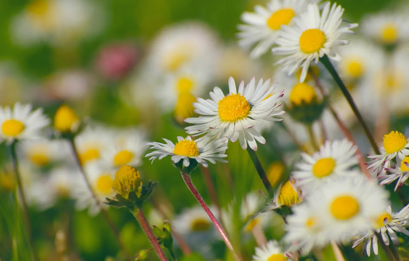 Photo wallpaper flowers, chamomile, white, bokeh, Daisy