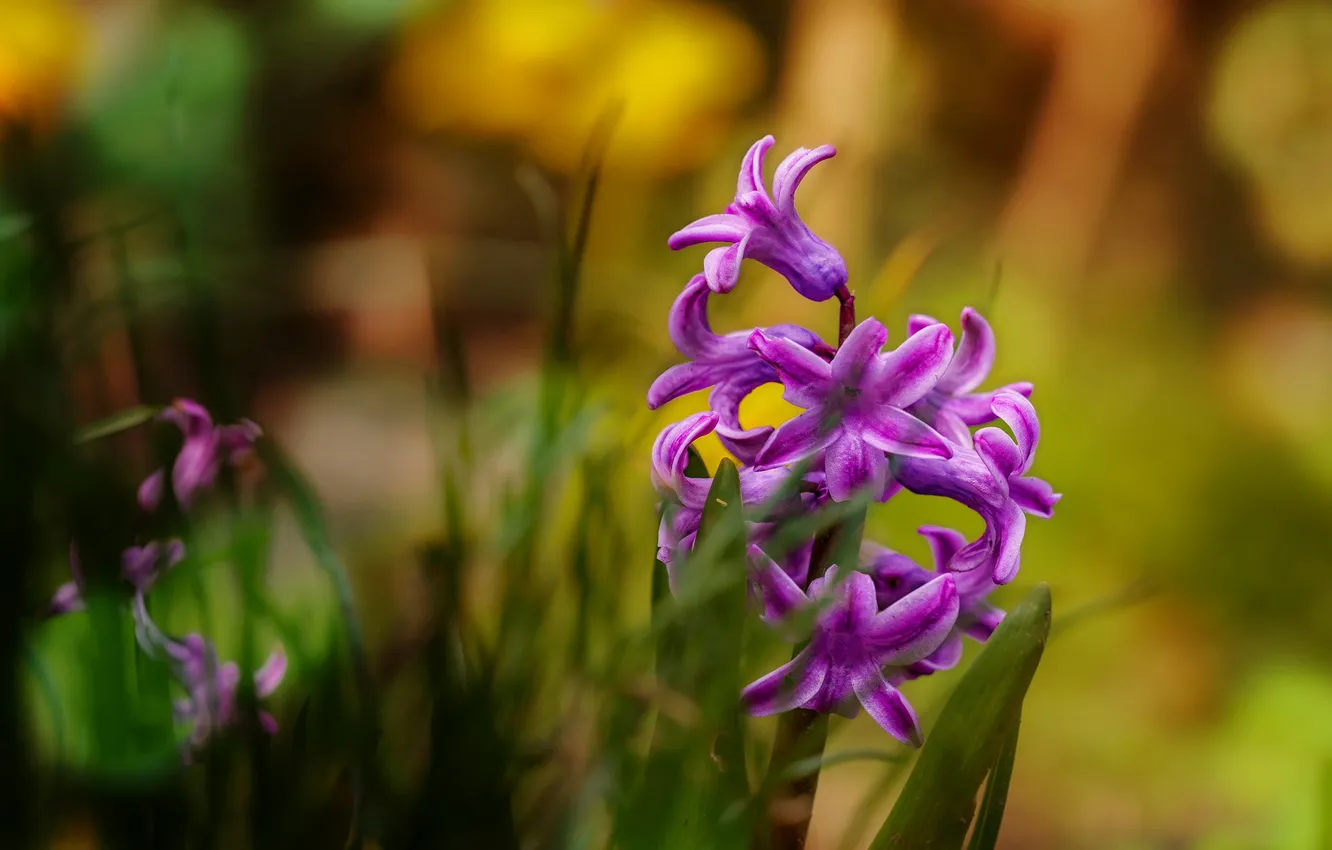 Photo wallpaper flowers, spring, flowerbed, hyacinths