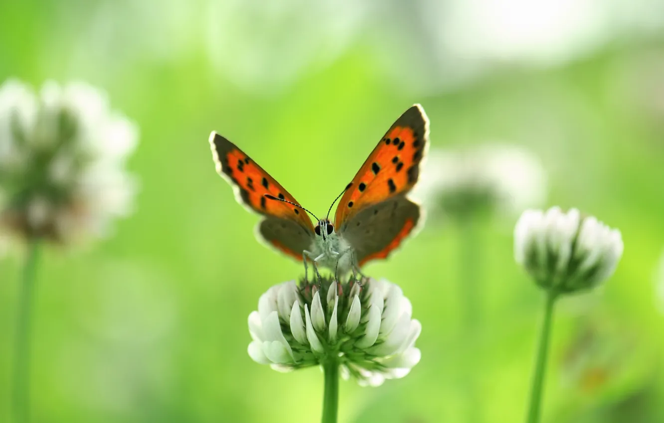 Photo wallpaper white, summer, macro, flowers, nature, butterfly, blur, clover