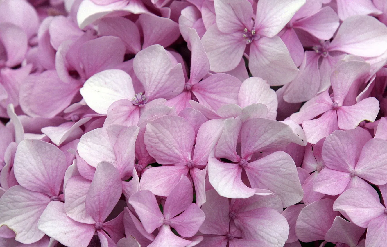 Photo wallpaper macro, flowers, pink, gentle