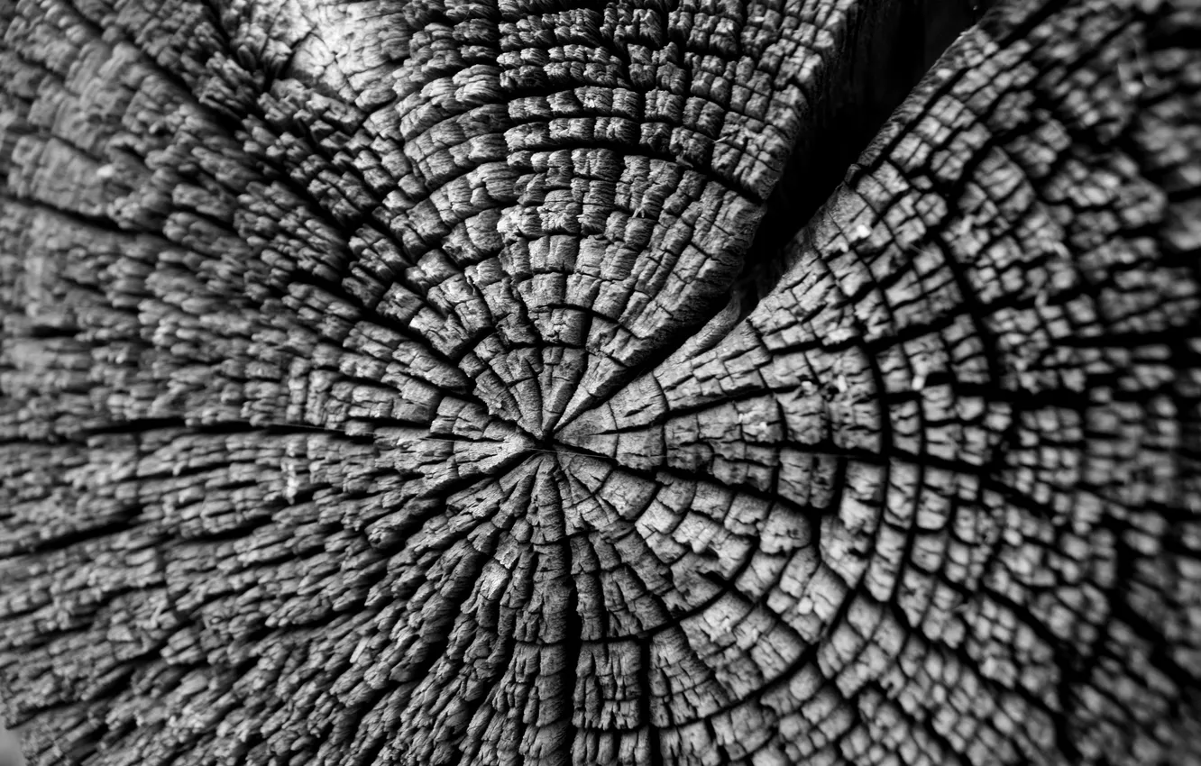 Photo wallpaper trees, old, ring