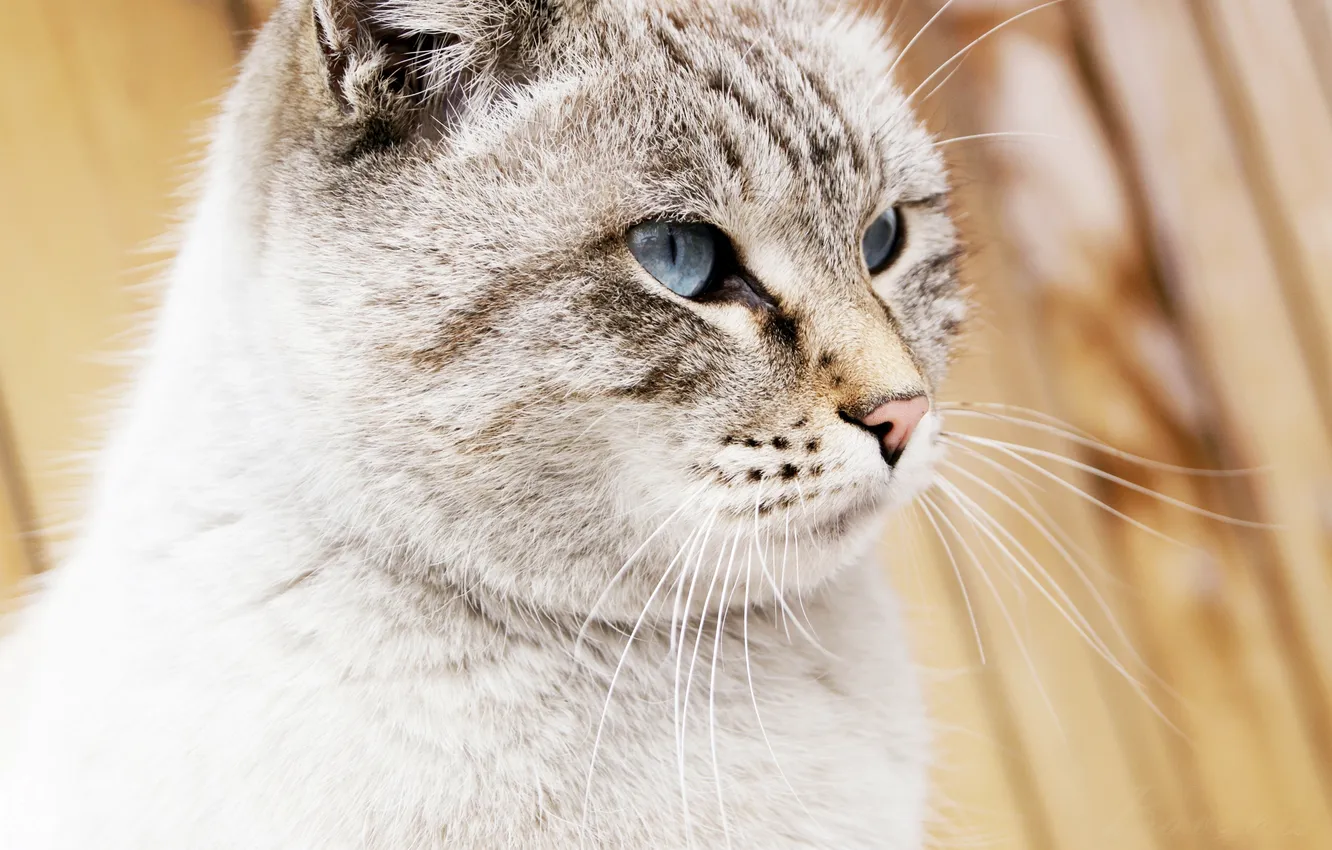 Photo wallpaper eyes, cat, mustache